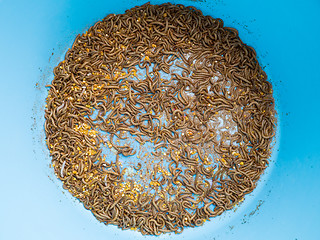 Image showing mealworm