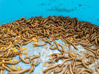 Image showing mealworm