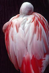 Image showing Flamingo