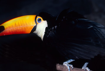 Image showing Toucan