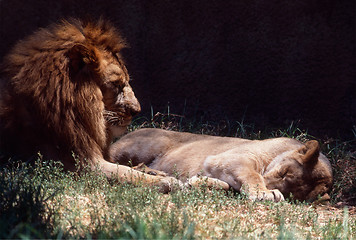 Image showing Lions