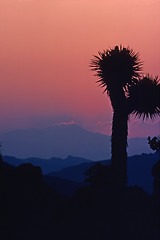 Image showing Joshua Tree Park 