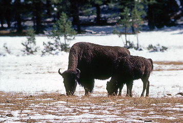 Image showing Bison