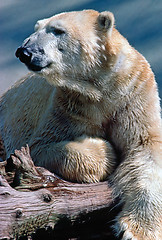 Image showing Polar Bear