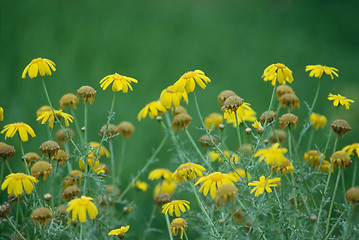 Image showing Flowers