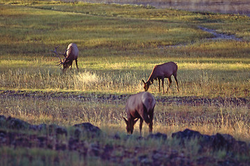 Image showing Elk