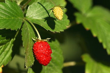 Image showing Wild strawberry