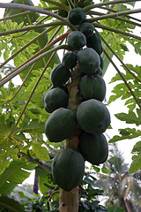 Image showing Papaya tree