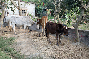 Image showing Cattle grazing in village Kumrokhali, West Bengal, India.