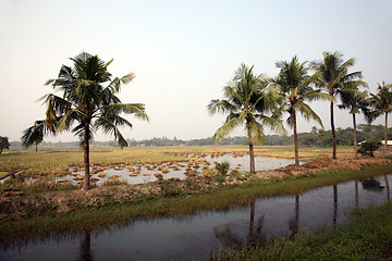 Image showing Rice field in Kumrokhali, West Bengal, India.
