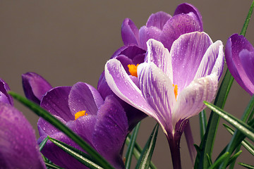 Image showing Crocus