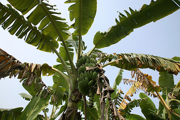 Image showing Banana plant with ripe bananas