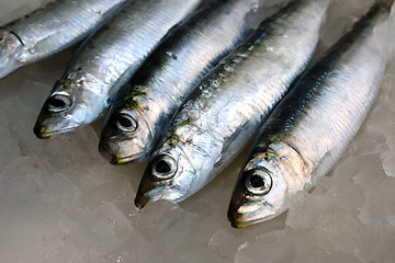 Image showing Fresh salt water Sardines