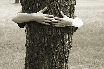 Image showing hands clasping the tree