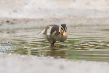 Image showing Small ducklings outdoor in the water