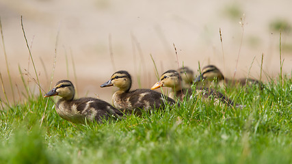 Image showing Small ducklings outdoor on green grass