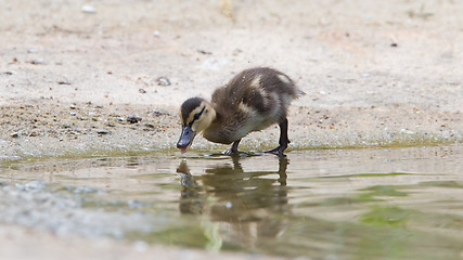 Image showing Small ducklings outdoor in the water