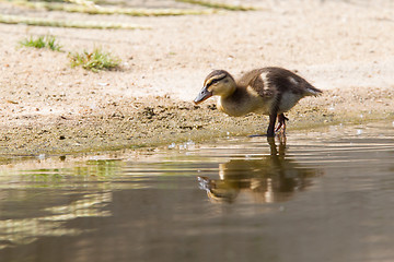 Image showing Small ducklings outdoor in the water