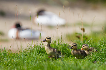 Image showing Small ducklings outdoor on green grass