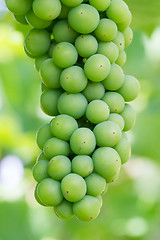 Image showing Unripe green grapes