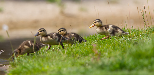 Image showing Small ducklings outdoor on green grass