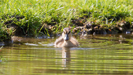 Image showing Small ducklings outdoor in the water