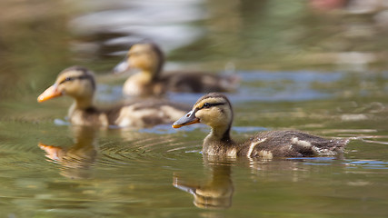 Image showing Small ducklings outdoor in the water