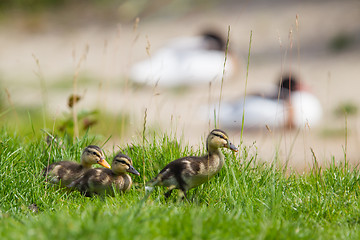 Image showing Small ducklings outdoor on green grass