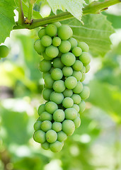 Image showing Unripe green grapes