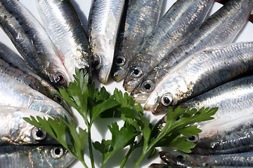 Image showing Fresh salt water Sardines