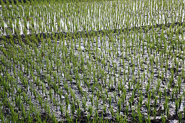 Image showing A green paddy field in India.