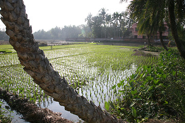 Image showing A green paddy field in India.