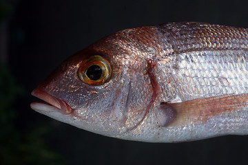 Image showing Common sea bream fish
