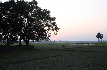 Image showing Landscape with a cow that graze grass at sunset in Sunderbands, West Bengal, India