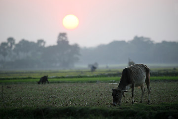 Image showing Landscape with a cow that graze grass at sunset in Sunderbands, West Bengal, India