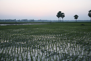 Image showing Twilight of the rice fields, Sundarbands, West Bengal, India