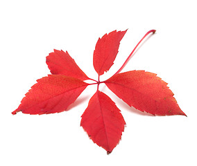 Image showing Red autumn virginia creeper leaf