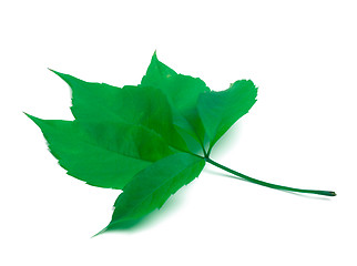 Image showing Green virginia creeper leaf on white background