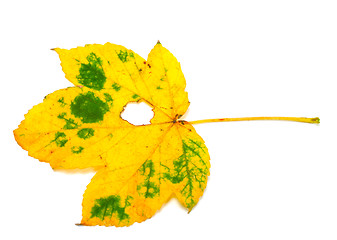 Image showing Autumn leaf with hole on white background