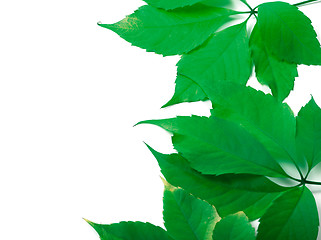 Image showing Green leaves background with copy space