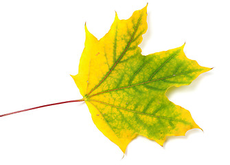 Image showing Yellowed autumn maple leaf