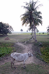 Image showing Landscape with cows grazing in the rice fields in Sunderbands, West Bengal, India