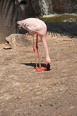 Image showing Pink flamingo eating