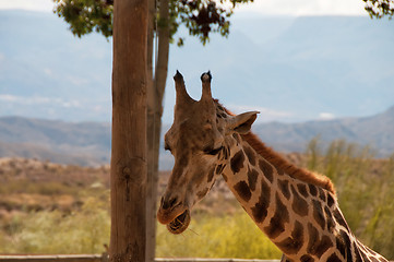Image showing Portrait of giraffe