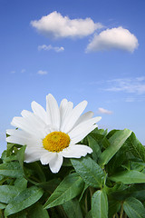 Image showing Beautiful Daisy Macro