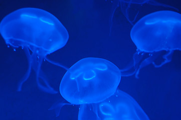 Image showing Jellyfish