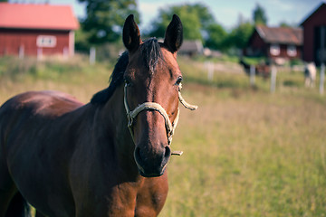 Image showing Brown Horse