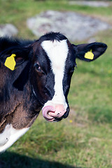 Image showing Calf cleaning itself