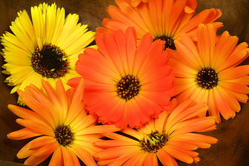 Image showing Orange marigold in bowl