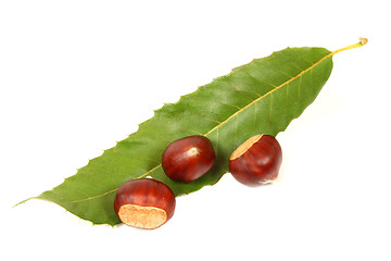 Image showing Chestnuts isolated